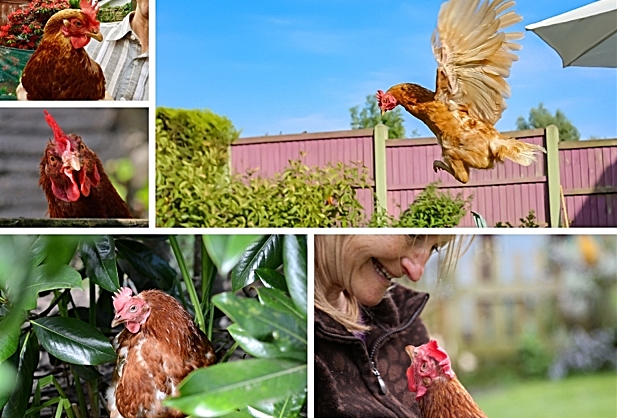 hen - Hens to be re-homed in Nantwich - hen