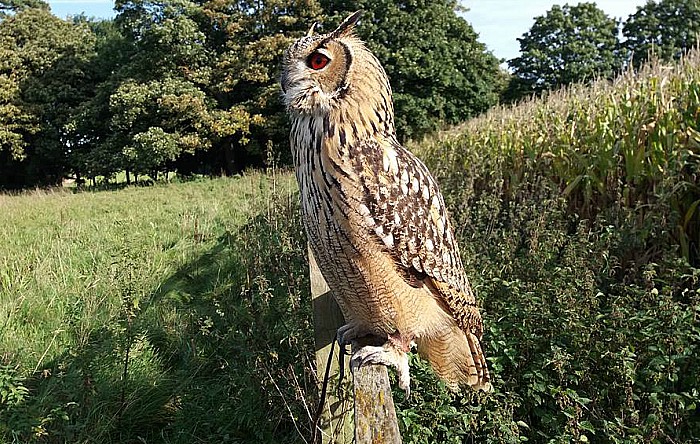 Indi the eagle owl