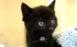 RSPCA treat Inky the kitten found abandoned in Nantwich