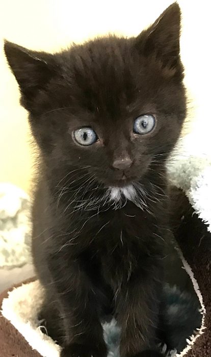 Inky the kitten with RSPCA