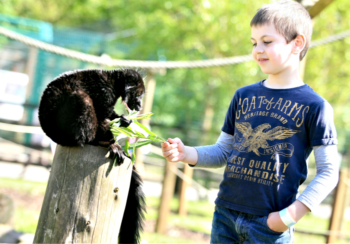 Jaffa the Lemur enjoying his luch with George Darling , 7