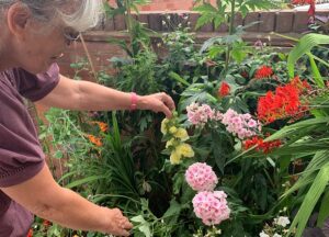 Nantwich residents hail “Community Gem” for brightening neighbourhood