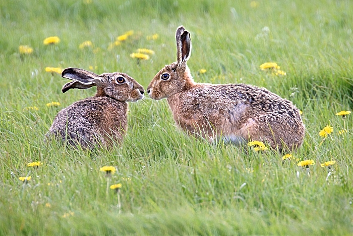 June - Winner Lynda Haney -Brown Hares - wildlife trust