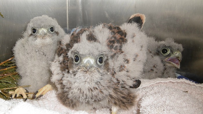 Kestrels, nursed to health by RSPCA Stapeley Grange