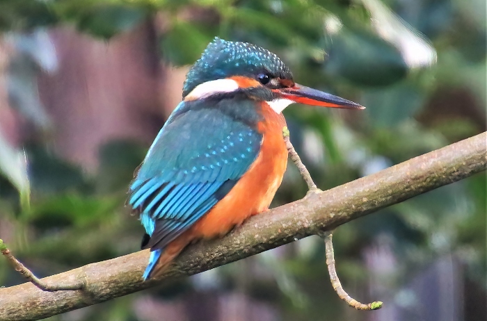 Kingfisher - photo by Daniel Bain (1)