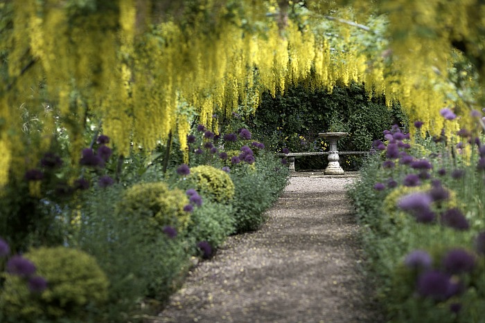 Laburnum Arch Dorothy Clive Garden