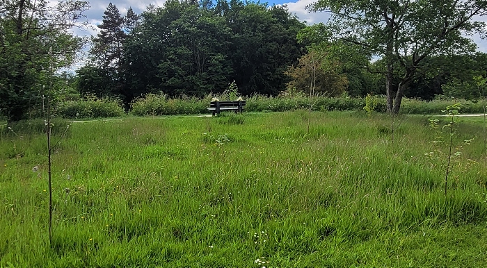 Lakeside Copse