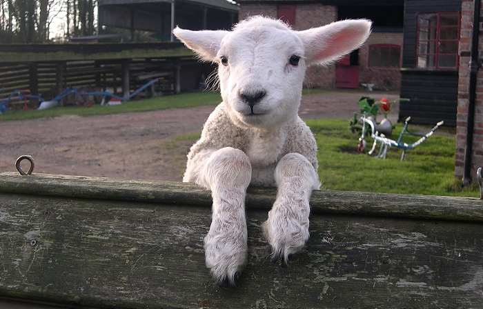 Lamb at tatton's farm_Amazed by Science (1)