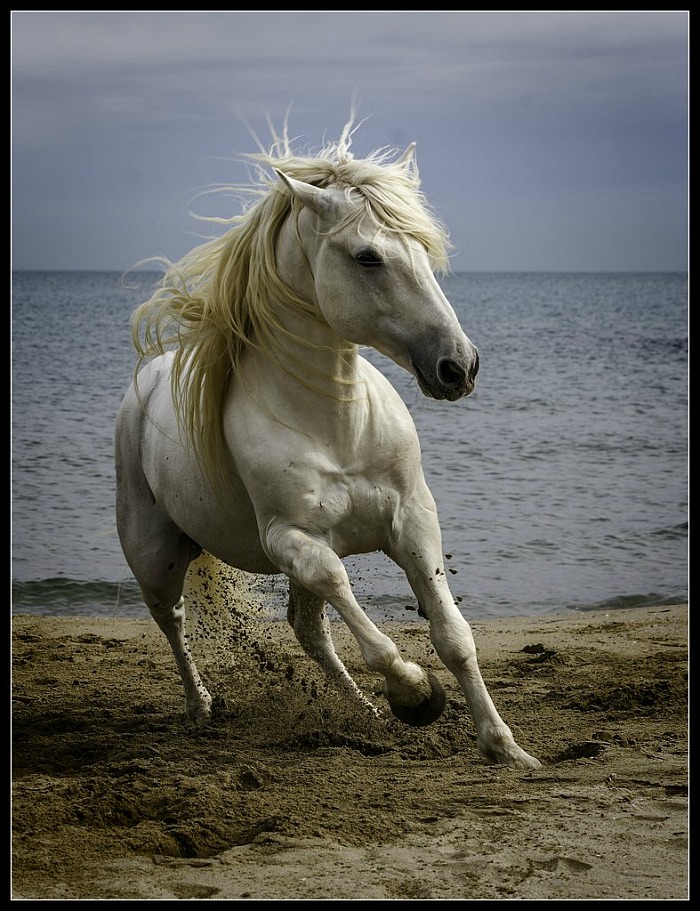 Camera club - Le Cheval by Wray Douglas