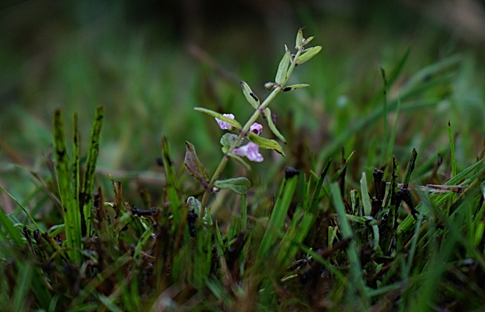 Lesser Skullcap plant back in Cheshire