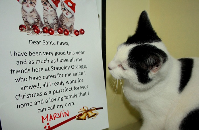 Letter from Marvin, abandoned kitten at RSPCA cattery