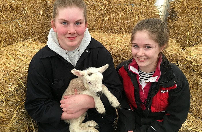 Level 3 Subsidiary diploma in Agriculture students Sophie Kirk and Lauren Bennett help out in the lambing sheds