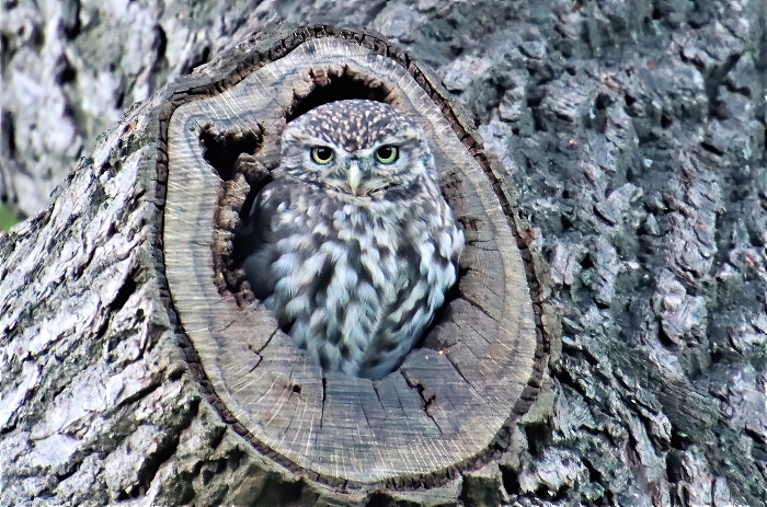 Little Owl - photo by Daniel Bain (1)