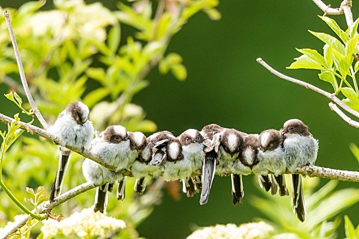 Longtail tits - calendar