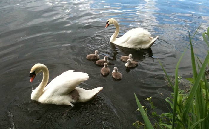 Mabel and mate with cygnets on Weaver