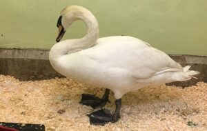 Nantwich RSPCA appeal after swan found shot and cygnets missing