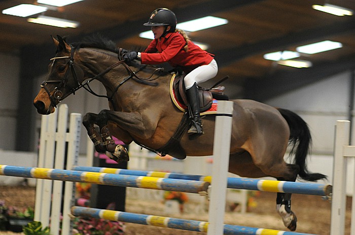 Madison Heath Cisco Bay II - South View Equestrian Centre