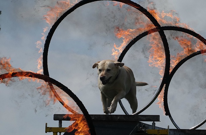 Marbury Merry Days - Whitchurch Dog Display Team