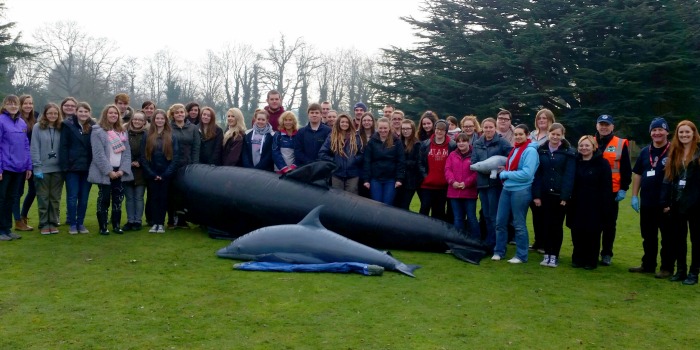 Marine mammal students in beached whale emergency