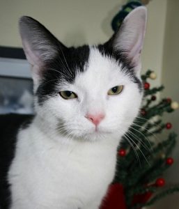 Mark, abandoned kitten, RSPCA Stapeley cattery