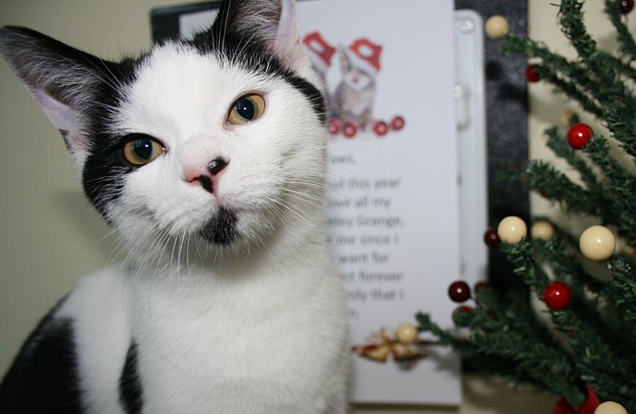 Marvin, abandoned kitten in RSPCA care Stapeley cattery