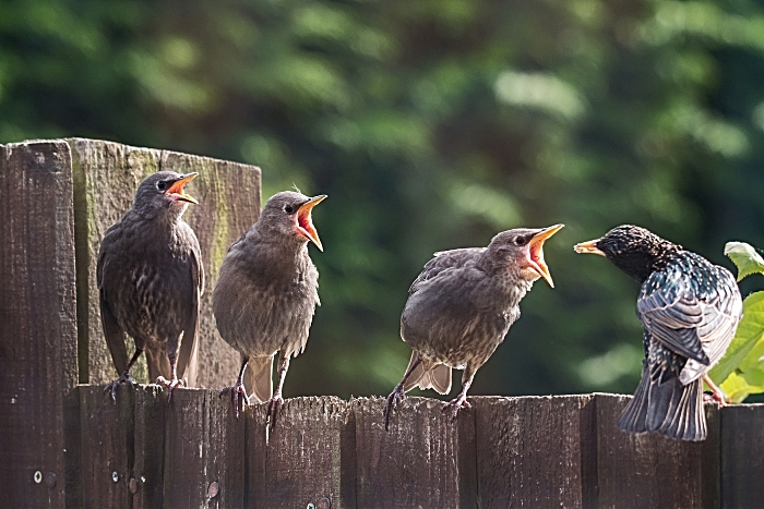 May - Winner Ian Knox Starlings