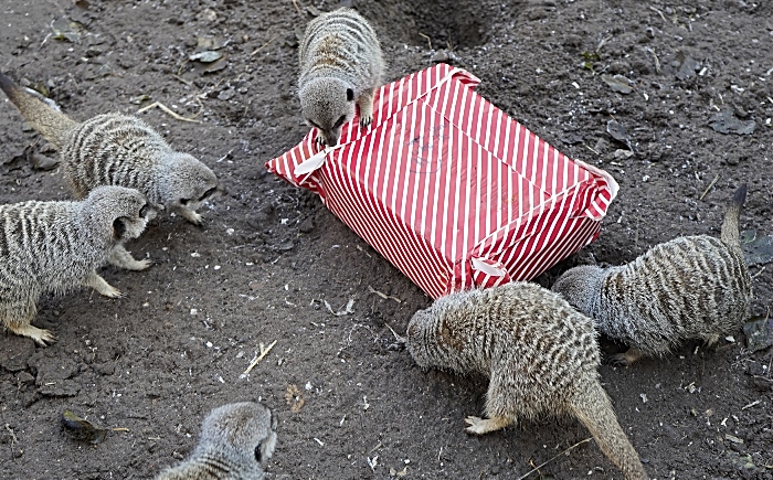 Meerkats with Christmas present (1)