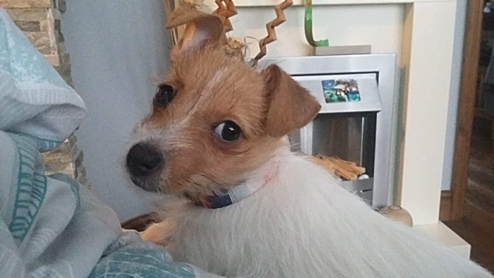 Mela - stolen Jack Russell Terrier