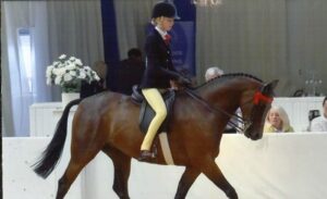 Brine Leas youngsters to compete at Horse of the Year Show