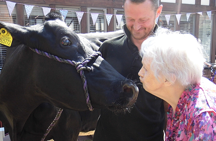 Midnight the cow at Richmond Village