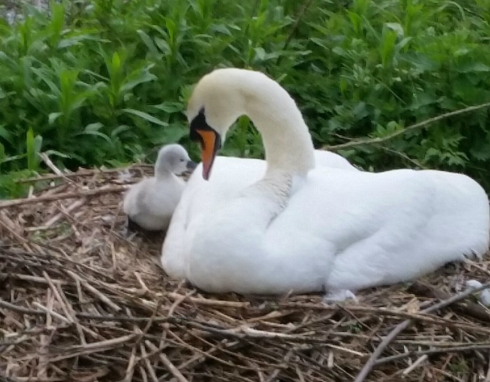 New cygnets on banks of River Weaver