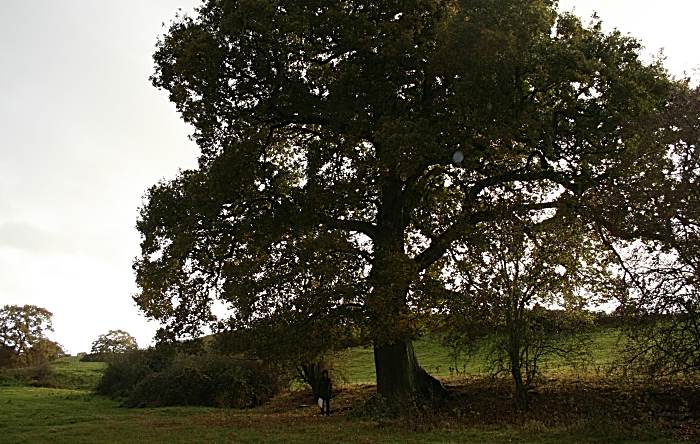 Oak in path hs2 line - cheshire wildlife trust