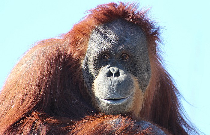 Orangutan - palm oil city chester