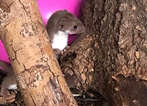 Rare weasel nursed via syringe at RSPCA Stapeley