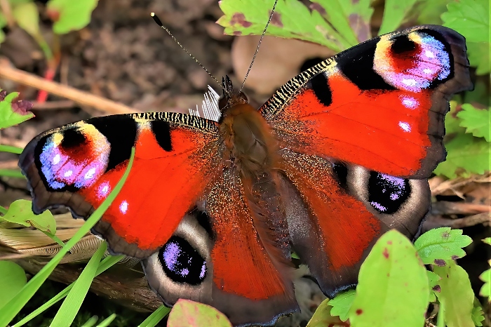 Peacock butterfly - photo by Daniel Bain (1)