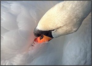 Nantwich Camera Club photographs prove big hit at museum show