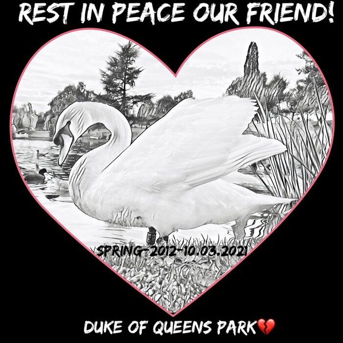 REST IN PEACE OUR FRIEND - Duke the Swan