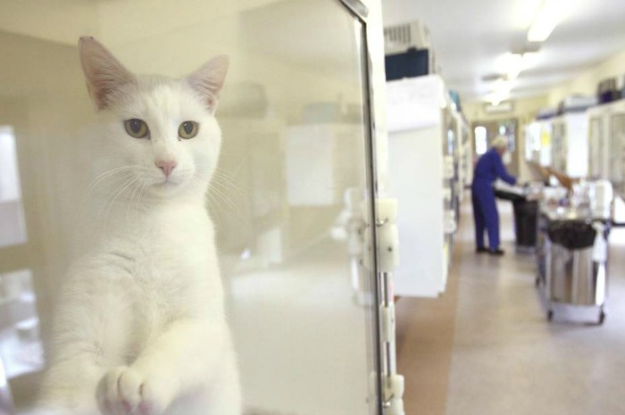 RSPCA cattery Stapeley summer fair