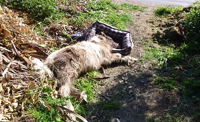 RSPCA - dumped pony - equine crisis