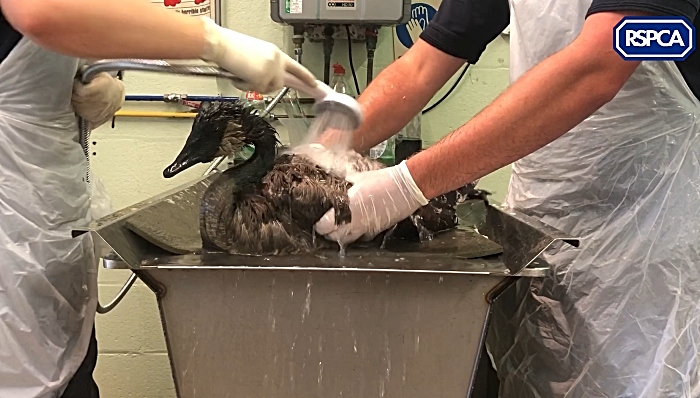 RSPCA oiled birds cleaned by washing liquid