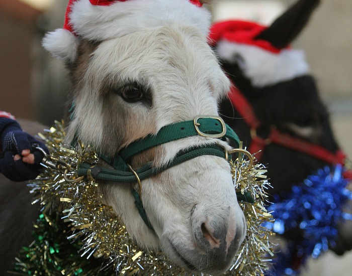 zoo - Reaseheath's festive donkeys