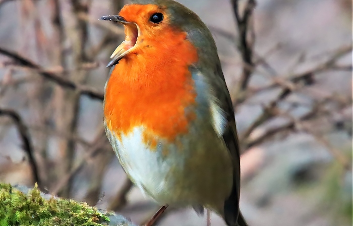 Robin - photo by Daniel Bain (1)