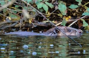 Tarporley youngster wins Beaver naming competition