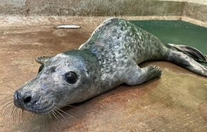 Seal pup attacked by dog recovers at Nantwich RSPCA centre