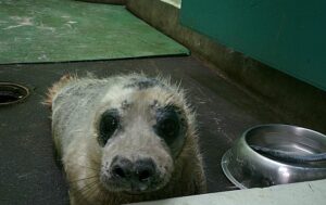 Stapeley RSPCA staff battle to care for rise in stranded seals