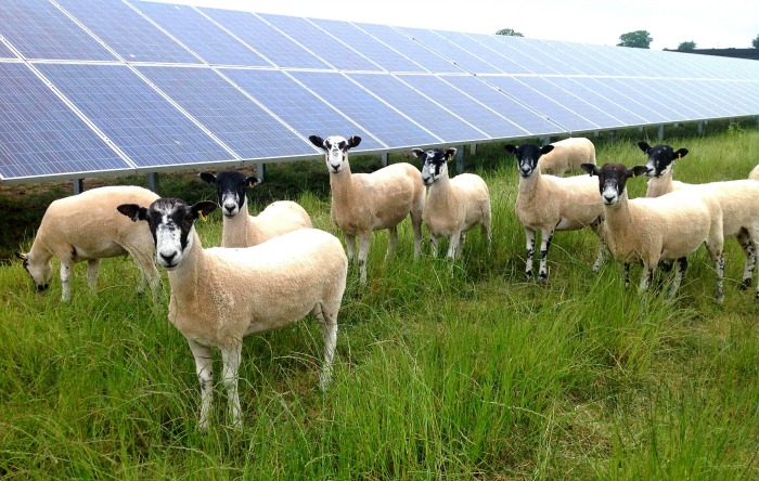 Sheep Grazing at Broadgate Solar Farm