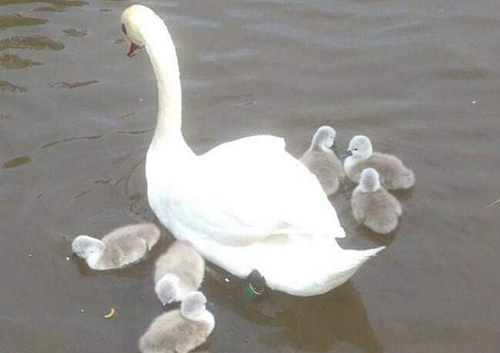 Six new cygnets at Nantwich Lake