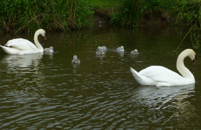 Six new cygnets on nantwich lake, pic by Edward Leetham