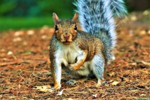 South Cheshire photographers capture stunning wildlife images in Queens Park