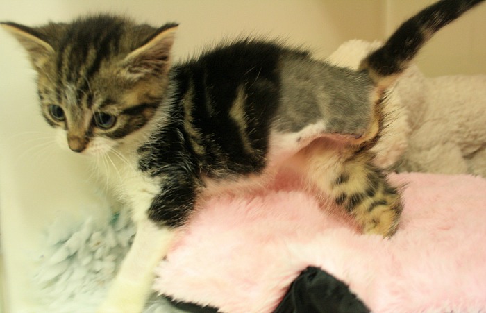 Stumpy kitten RSPCA Nantwich